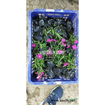 供應(yīng)宿根扁擔(dān)花，八仙花，常綠萱草