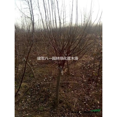 木槿報價/江蘇木槿報價批發(fā)價格 圖片