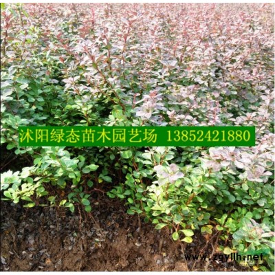 江蘇木槿價格，3公分木槿價格，5公分木槿價格，6公分木槿價格