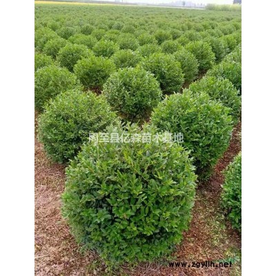 陜西金山繡線菊 陜西金山繡線菊供應(yīng)|批發(fā)|種植基地