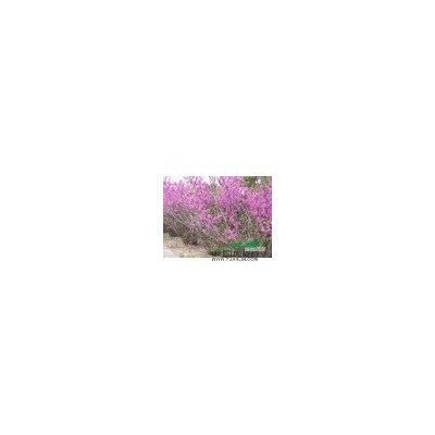 冠幅2米的叢生紫荊苗圃現(xiàn)貨，批發(fā)價(jià)，圖片/叢生紫荊報(bào)價(jià)