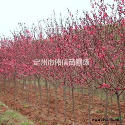 叢生紫荊 河北紫荊 紫荊價格 保定紫荊 定州紫荊