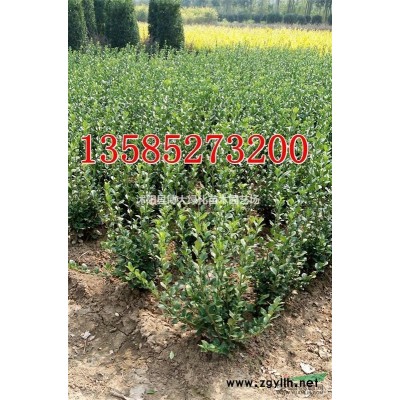江蘇紅葉小檗扦插小苗價(jià)格，批發(fā)直銷紅葉小檗芽苗種苗價(jià)格圖片