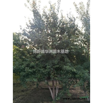 河北保定紅葉小檗