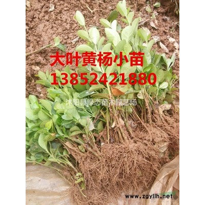紅葉小檗價格，35公紅葉小檗小苗價格，40公分紅葉小檗價格