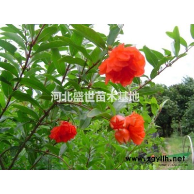 紅葉小檗多少錢