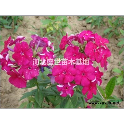 河北紅葉小檗種植基地  供應優(yōu)質的紅葉小檗