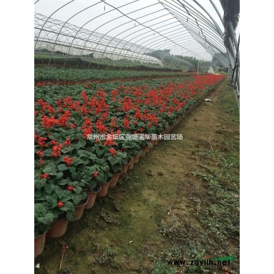 供應草花大花萱草，八仙花，美女櫻，八寶景天，千屈菜，吉祥草