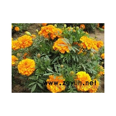 紅王子錦帶，紅王子錦帶價格，山東紅王子錦帶