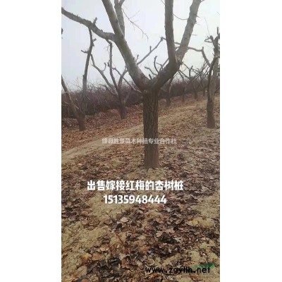 山西運(yùn)城供應(yīng)·叢生木槿·獨(dú)桿木槿·價(jià)格·圖片·產(chǎn)地·價(jià)格