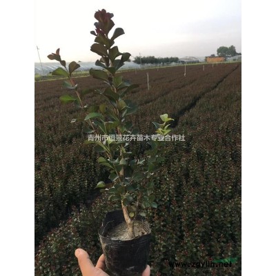 木槿自產自銷 木槿種植基地 木槿批發價格