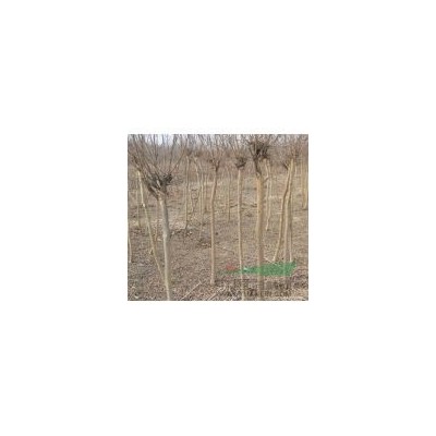 供、桂花樹，紅葉李，紫薇，大葉女貞，紅葉桃，廣玉蘭，紅葉石楠