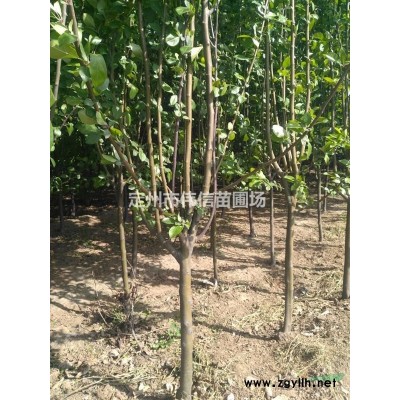 1至1.2米叢生木槿苗圃直銷，河北叢生木槿報價