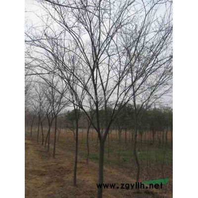 木槿價(jià)格/南京木槿樹(shù)什么價(jià)格