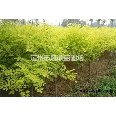 河北紫荊 獨(dú)桿紫荊地徑2-6公分