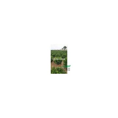 特供櫸樹、小葉女貞、紅葉小檗、薔薇、各種月季、黃楊、紅葉李