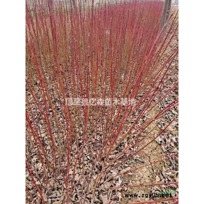 陜西直銷紅王子錦帶 優(yōu)質(zhì)營養(yǎng)杯紅王子錦帶/營養(yǎng)缽紅王子錦帶/紅王子錦帶杯苗產(chǎn)地低價(jià)供貨