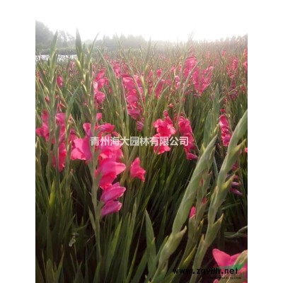 供應各種規格獨桿木槿