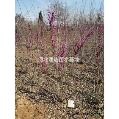 木槿樹，木槿樹開花好看嘛？，木槿樹4--5公分什么價。