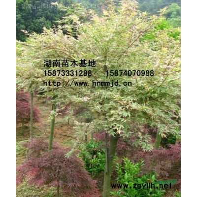 紫荊 紫荊圖片 紫荊價(jià)格