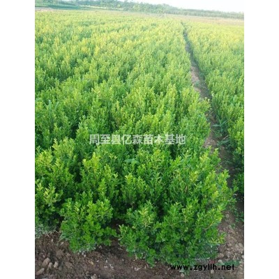 陜西紫荊苗 叢生紫荊 紫荊花 基地批發(fā)量大直銷
