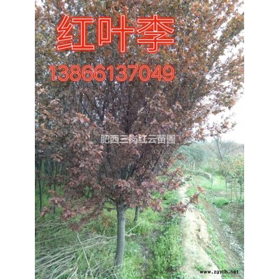 安徽紫荊批發/供應