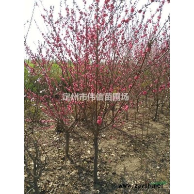 紅葉小檗批發，河北紅葉小檗價格，河北紅葉小檗產地