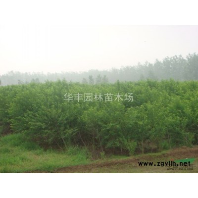 紅葉小檗，紅葉小檗球價格，紅葉小檗球供應，江蘇紅葉小檗