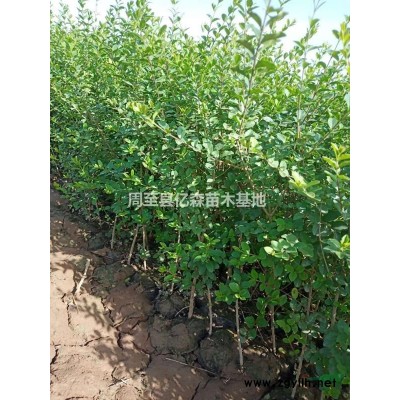 陜西紅葉小檗 陜西營養(yǎng)缽紅葉小檗 營養(yǎng)缽紅葉小檗苗