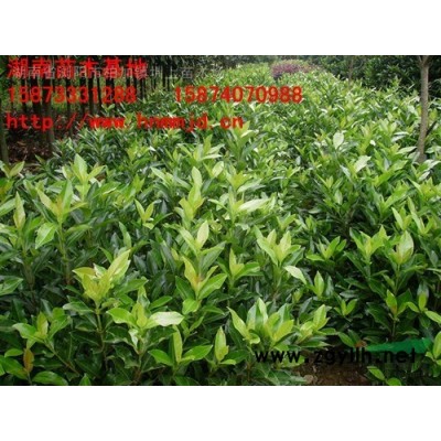 供應(yīng)湖南木槿-木槿價(jià)格-叢生木槿-茉莉花-木槿小苗