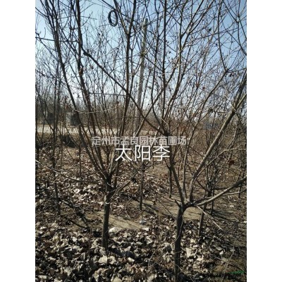 賣；金葉榆，衛(wèi)矛，水蠟，繡線菊，金葉蕕，朝鮮黃楊