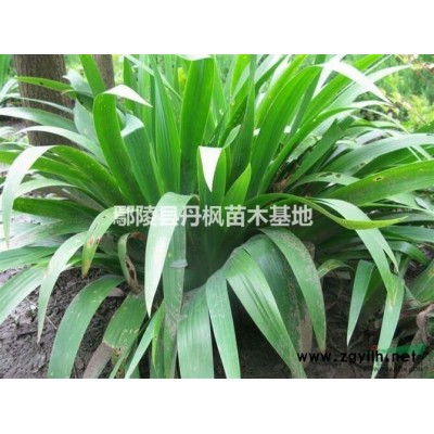 河南地區供應2-15公分巨紫荊