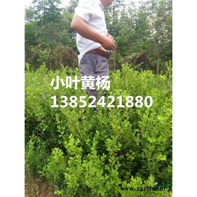 紅葉小檗價格，批發(fā)紅葉小檗價格，苗圃直銷紅葉小檗小苗價格
