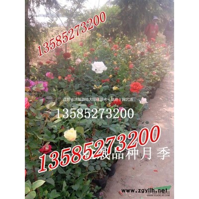 供應(yīng)叢生木槿冠幅30-150公分，叢生木槿價(jià)格，規(guī)格*