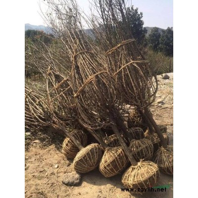 花葉錦帶批發，小苗大毛球加侖盆都有，數量3000質量好價格優