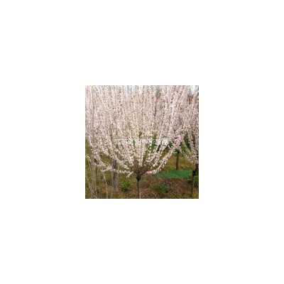 供應、珍珠梅、棣棠、火棘、梔子花、金絲桃、錦帶花、丁香
