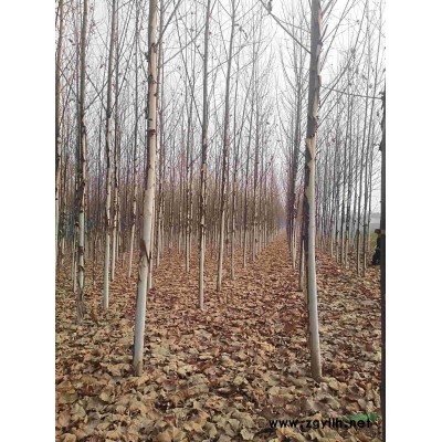 紅葉李，紅葉李價格，3公分，4公分，5公分紅葉李價格。
