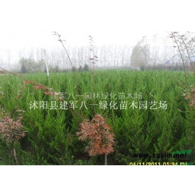 江蘇紅葉小檗信息