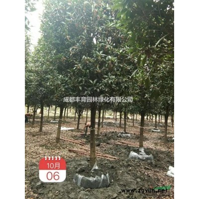 供應(yīng)紫荊，紫荊花，叢生紫荊，獨(dú)桿紫荊，紫荊苗，紫荊價(jià)格