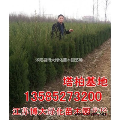 紅葉小檗 高度30-60公分紅葉小檗價(jià)格0.35元綠化灌木