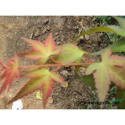 紅葉小檗，自產紅葉小檗，紅葉小檗價格