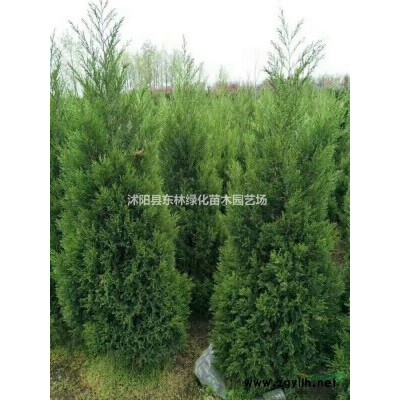供應(yīng)豐花月季、紅帽月季、龍柏、蜀檜、金邊黃楊、紅葉小檗