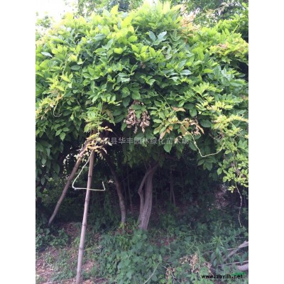 紅葉小檗，紅葉小檗球價格，紅葉小檗球供應，江蘇紅葉小檗價格