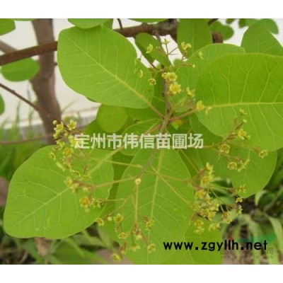 金葉蕕產地，河北金葉蕕價格