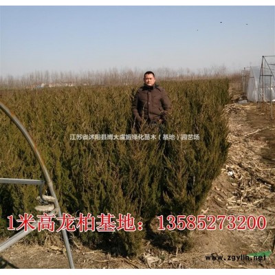 出售紅葉小檗，紫葉小檗，紅葉小檗球、紅葉小檗小苗