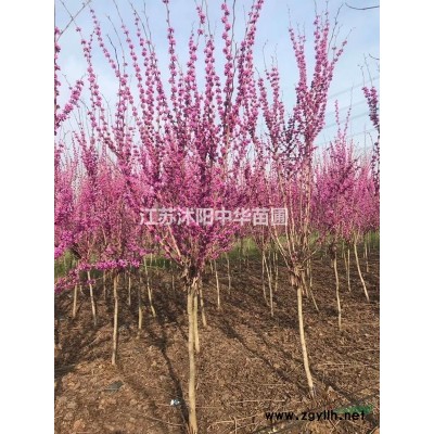 供應大小葉黃楊，金葉女貞、紅葉小檗，紅葉石楠、