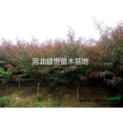 專業(yè)生產優(yōu)質的紅葉小檗