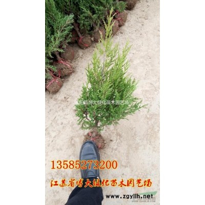 紅瑞木小苗價(jià)格報(bào)價(jià)/*新扦插紅瑞木小苗價(jià)格
