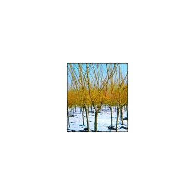 垂柳、金絲垂柳、紅瑞木、紅天竹、紫葉桃、大花海棠