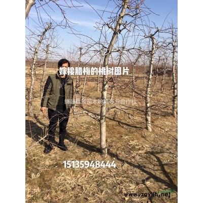 山西地區1米叢生丁香·1米5叢生丁香·2米叢生丁香基地